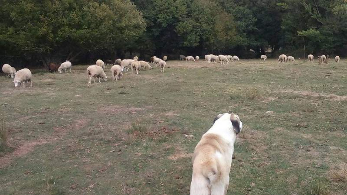 Un mastín vigila las ovejas de Ruth García y Amador Madero, en el monte de Truchillas. DL