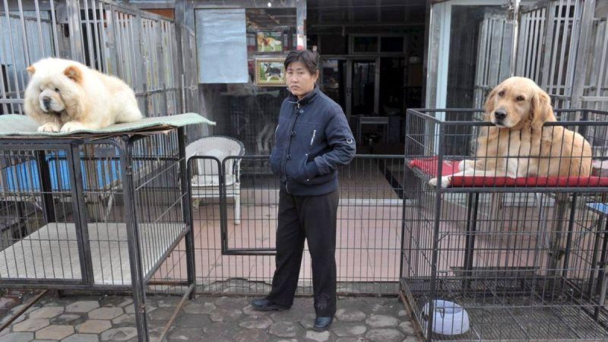 Unos perros esperan un dueño en un mercado de mascotas de una ciudad china.