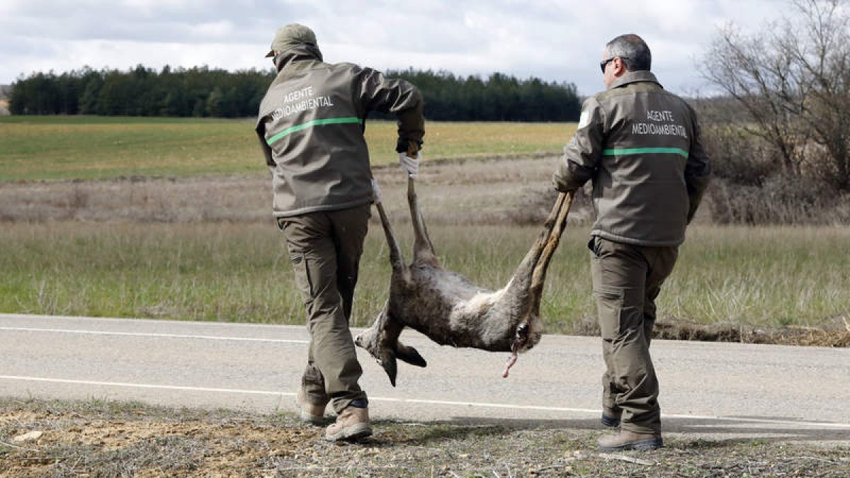La suspensión de la caza supone un problema para la seguridad vial por el aumento de accidentes provocados por la fauna. MARCIANO PÉREZ
