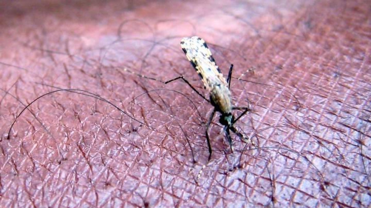 La malaria es una enfermedad endémica en África