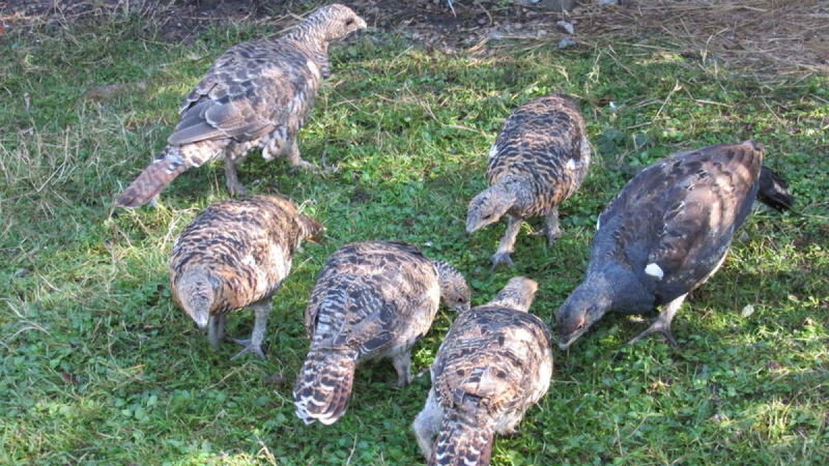 Pollos nacidos en cautividad en el centro asturiano de Sobrescobio. DL