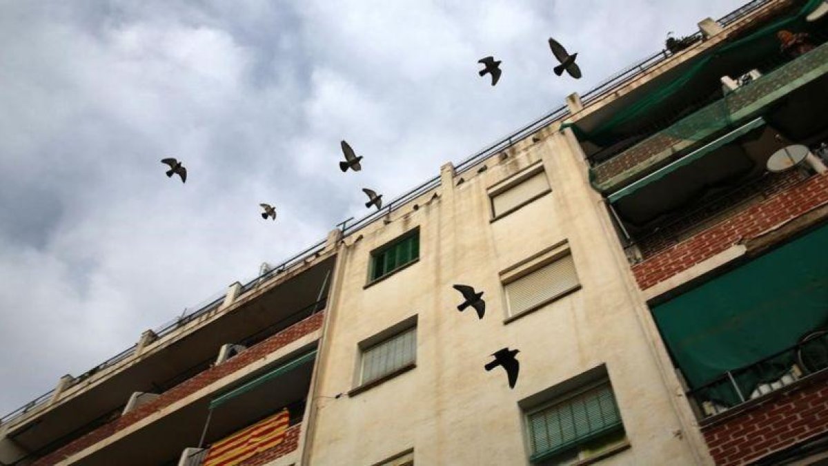 Varios pájaros vuelan encima del edificio en el que vivía el bebé maltratado con sus padres y el abuelo.