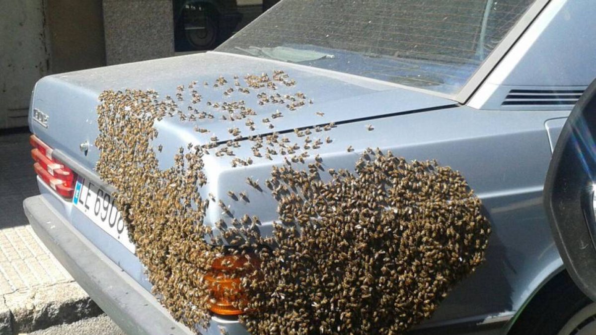 Las abejas ocupando la parte trasera del coche estacionado en la calle Padre Arintero.