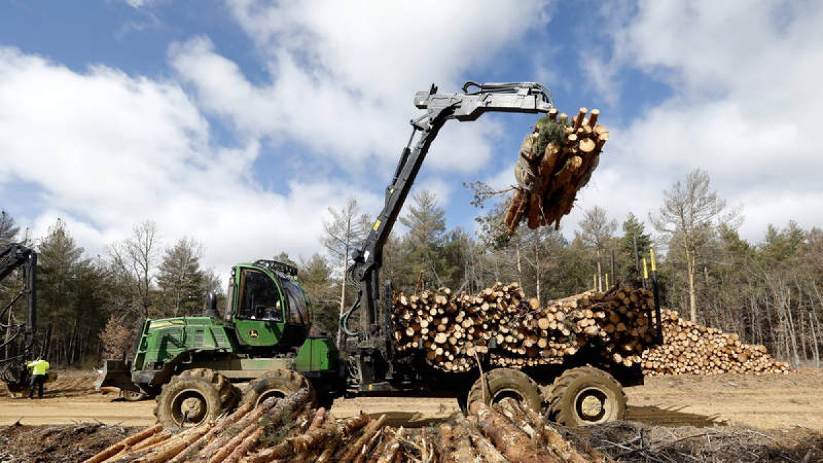 La venta de madera es la principal fuente de ingresos de los montes. MARCIANO PÉREZ