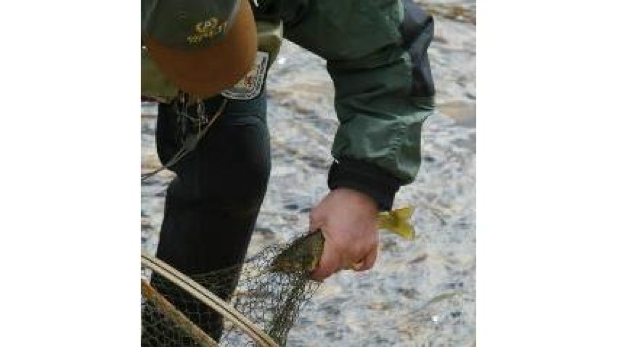 Un componente de la guardería examina la evolución de una tracha en aguas del río Órbigo