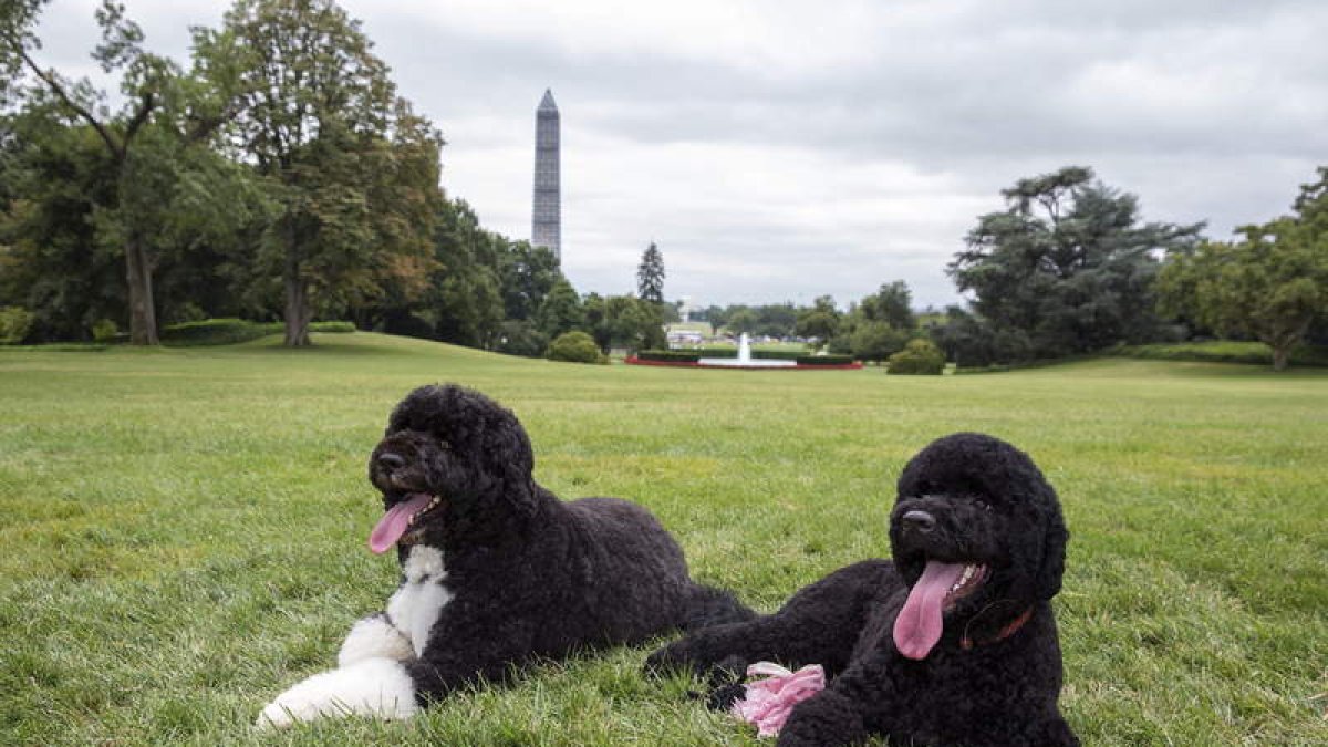 Bo (izquierda) y Sunny (derecha) posan para la foto en los jardines de la Casa Blanca.