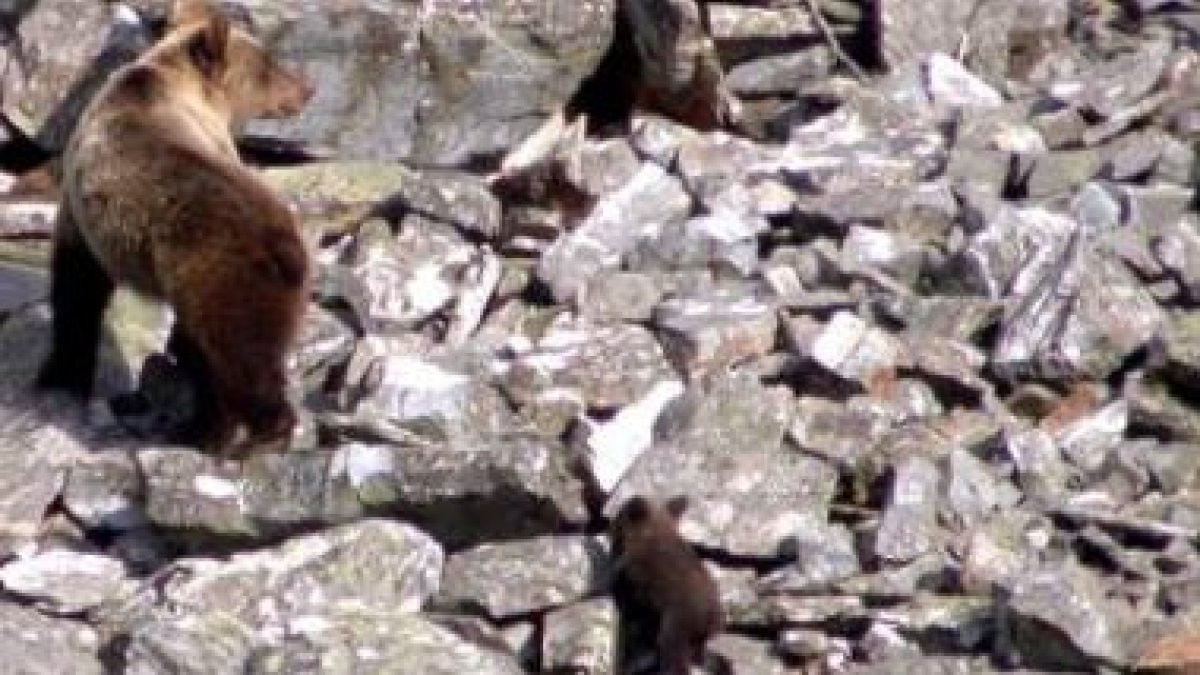 María Jesús Ruiz y José Ángel Arranz aportaron el repaso a 18 años del plan de protección al oso