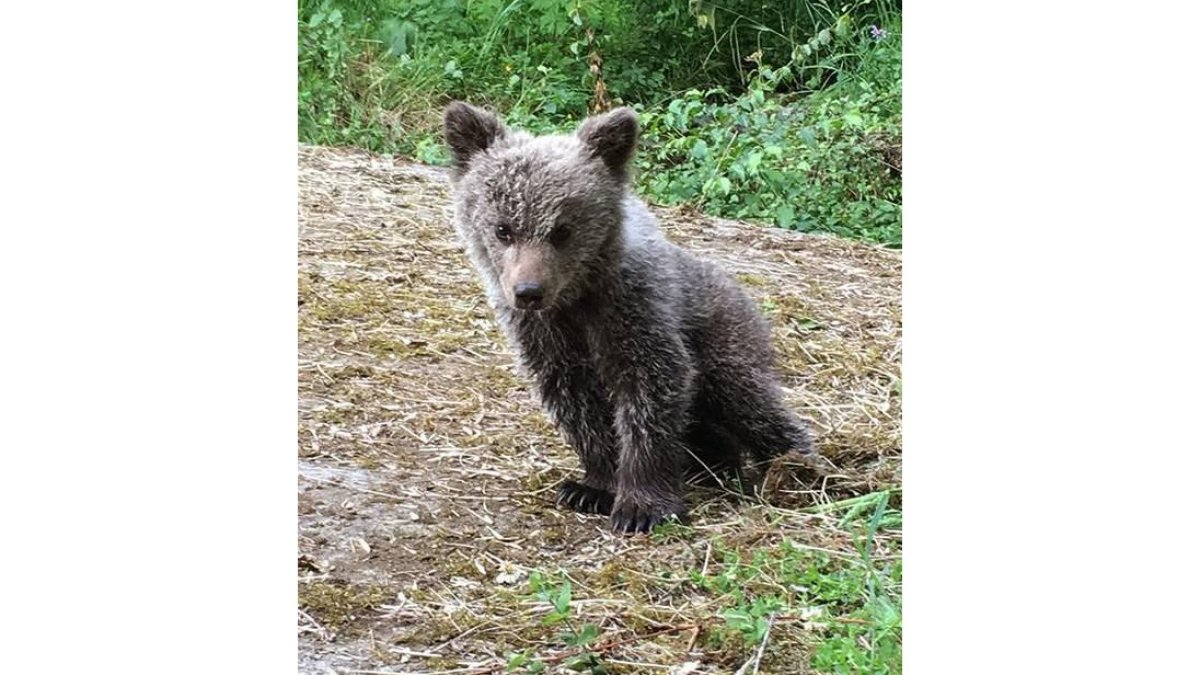 La Consejería de Medio Ambiente ha rescatado en buen estado a una cría de oso tras observarla varios días vagando sin su madre en un monte del municipio de Santo Adriano