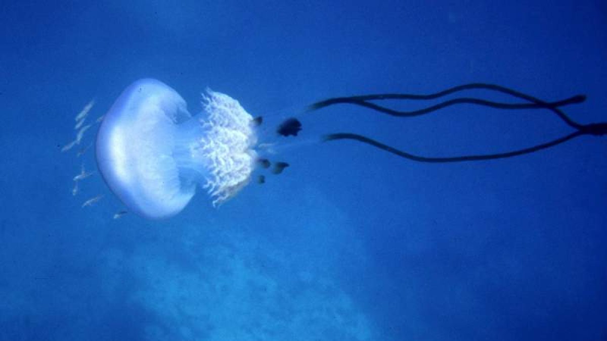 Imagen de archivo de una especie de medusa de la familia de Rhizostoma luteum. IGNACIO FRANCO