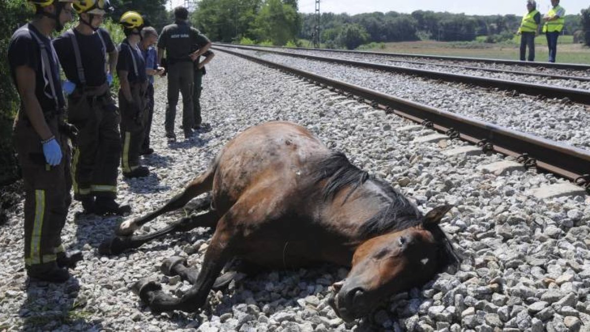 Un tren ha embestido hoy a doce caballos que habían invadido la vía en el municipio gerundense de Fornells de la Selva y seis de ellos han muerto a consecuencia del impacto, que no ha causado ningún herido entre el pasaje aunque ha paralizado la circulaci