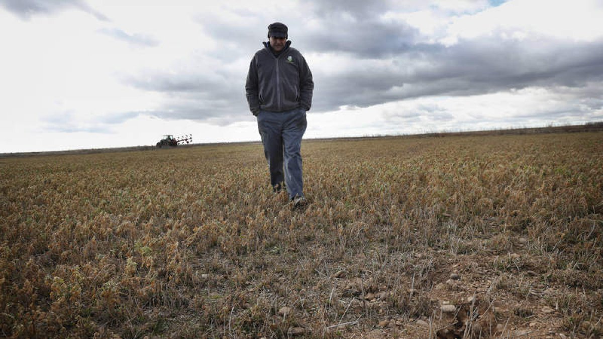 La plaga de topillos afectó de forma bastante virulenta al campo leonés. JESÚS