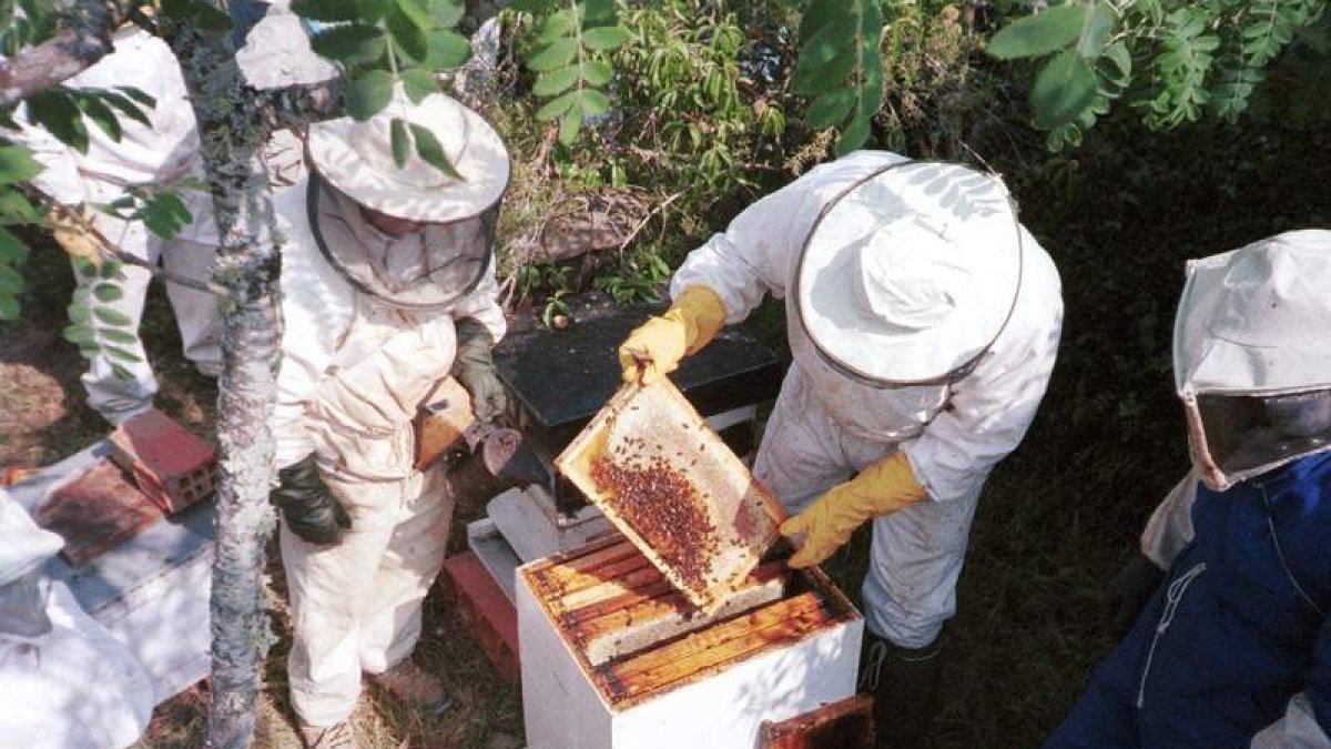 Imagen de archivo del momento en el que se extrae un panal de miel de una colmena. DL