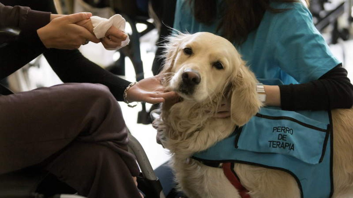 La asociación abulense Pronisa ha puesto en marcha una campaña de promoción de la caninoterapia