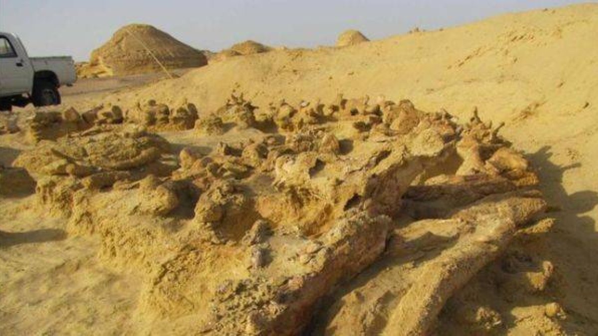 Restos fósiles del basilosaurio encontrado en el yacimiento egipcio de Wadi Al-Hitan.