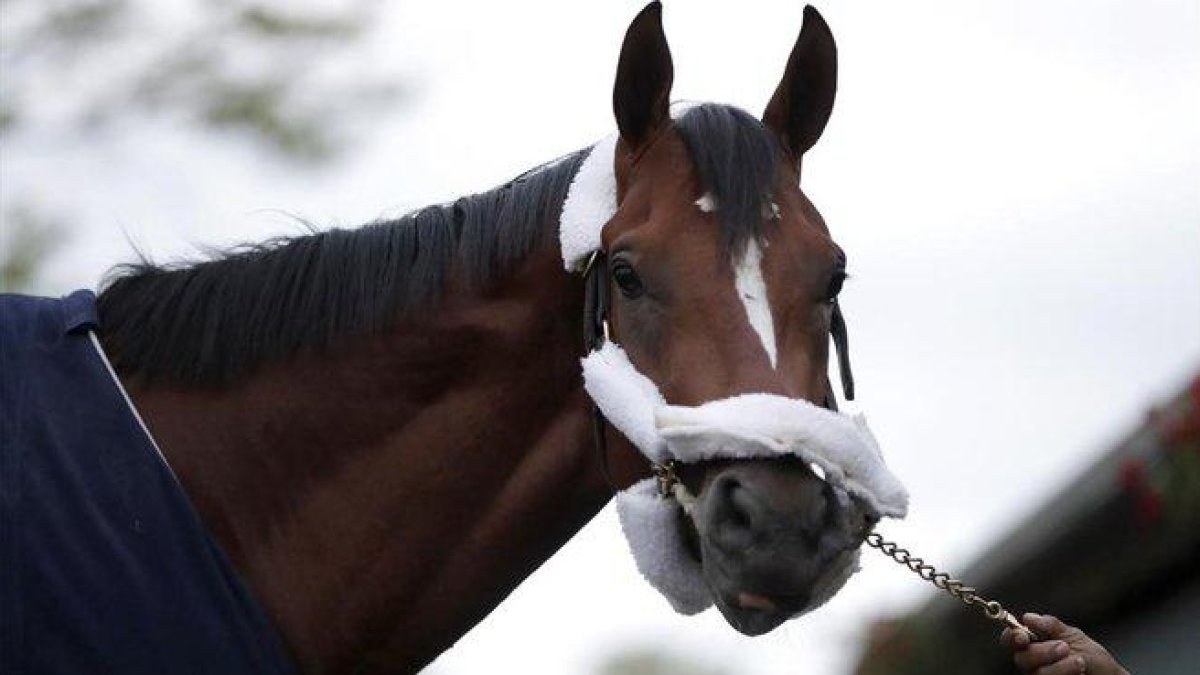 Maximum Security, el caballo ganador, pero descalificado, del último Kentucky Derby.