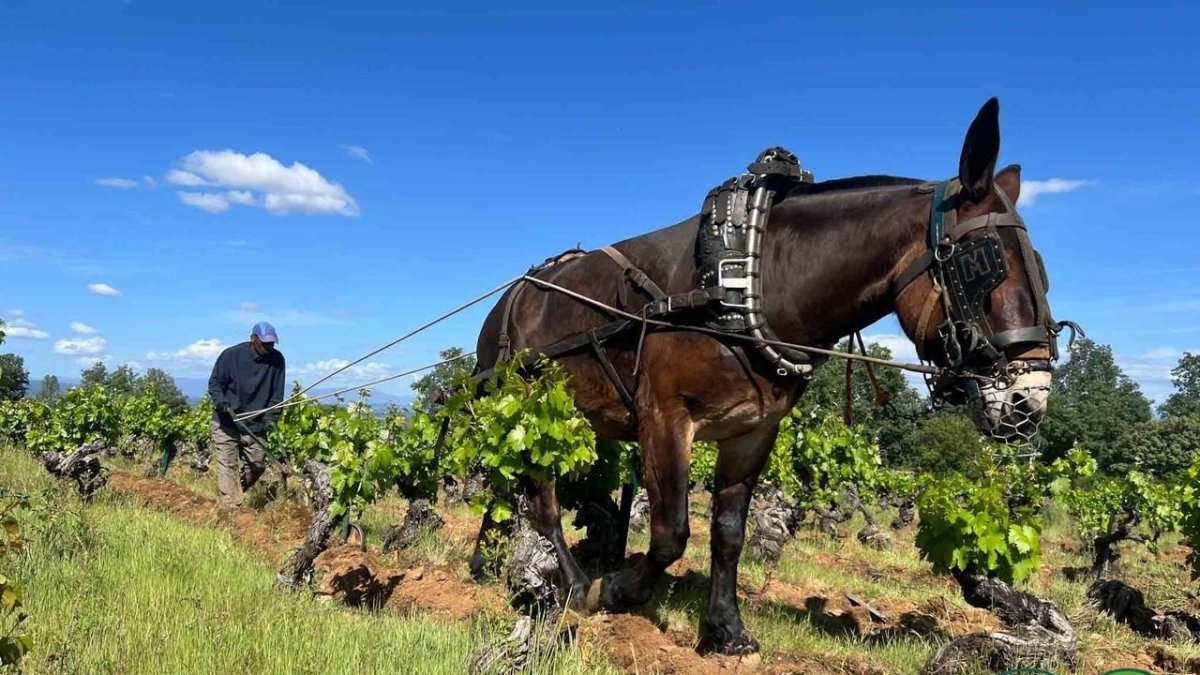 Linda y Romero son dos mulas de La Rioja que durante ocho jornadas de trabajo han arado seis hectáreas de viñedos centenarios en la zona de Otero para evitar que las cepas se muera. El Bierzo recupera así una práctica perdida hace tres décadas y que ya contaba con el precedente de las mulas de Ricardo Palacios.