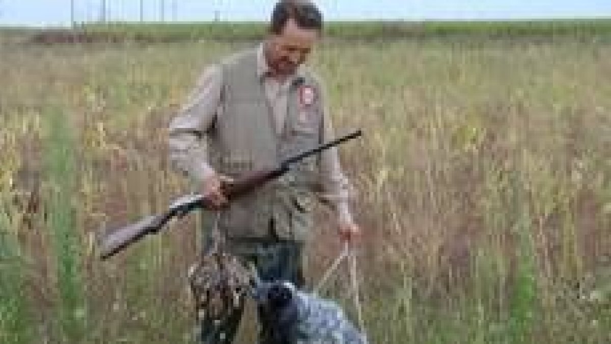 Una imagen típica: el cazador, el perro y una buena «piña» de codornices
