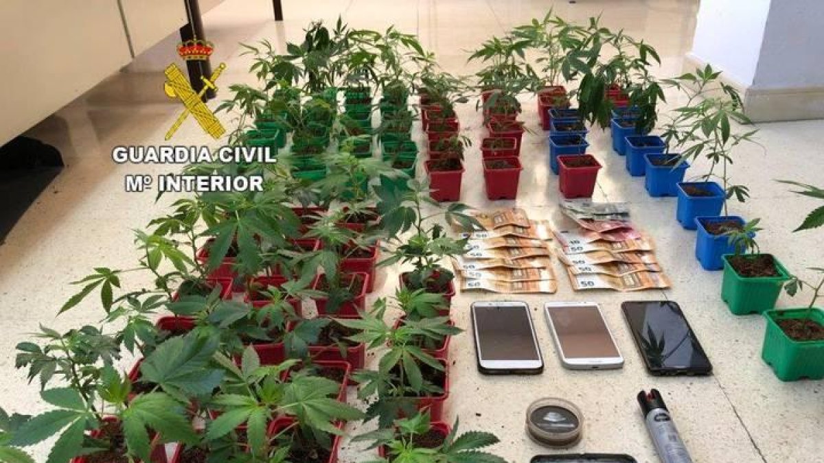 Plantas de marihuana decomisadas por la Guardia Civil