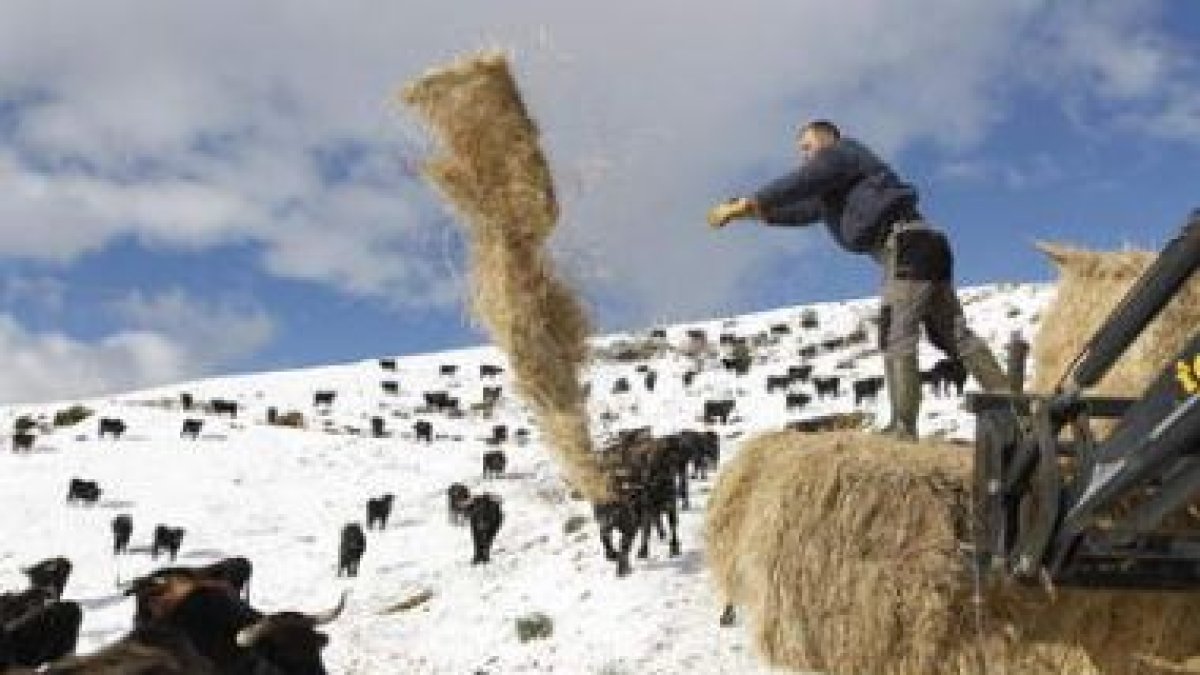Un empleado de la ganadería El Mular repartía ayer paja entre los bueyes que la empresa cría en los