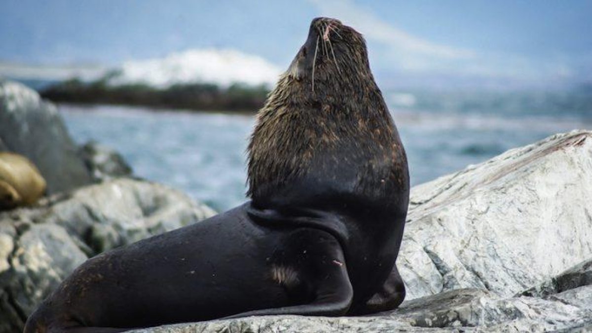 Un lobo marino.