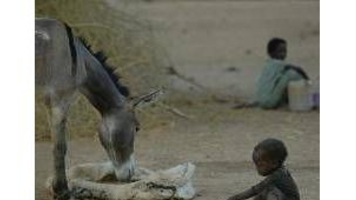 Un burro come ante la atenta mirada de un pequeño refugiado sudanés