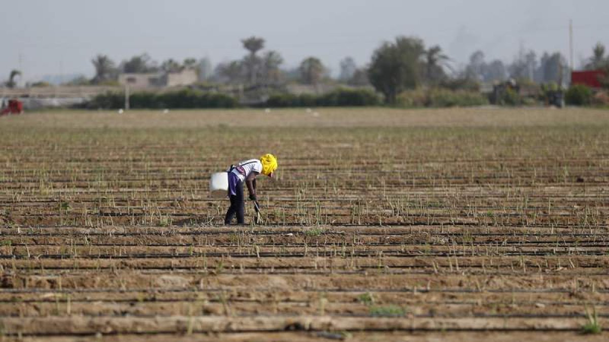 Un campesino cosecha esparragos más de ocho horas al día, en Perú, por 11,2 dólares. PAOLO AGUILAR