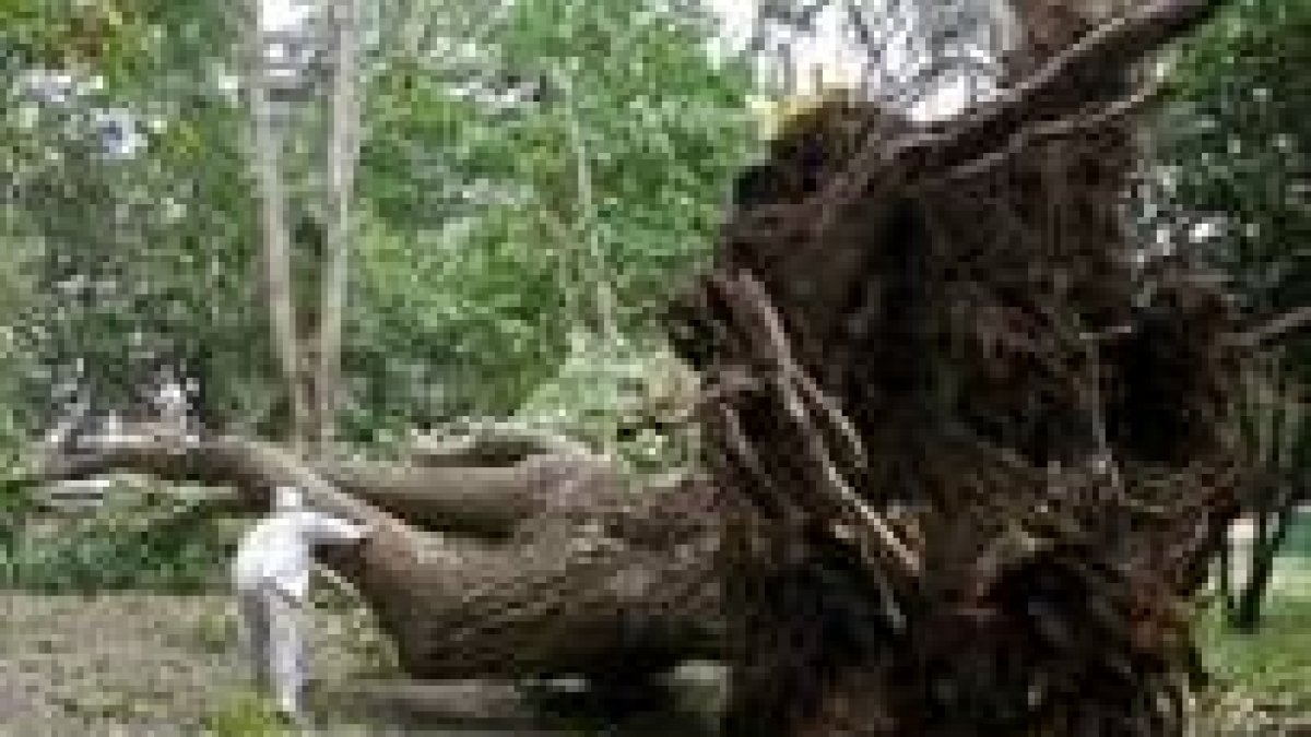 Un árbol de grandes dimensiones cayó en un parque de Lugo a causa de los fuertes vientos