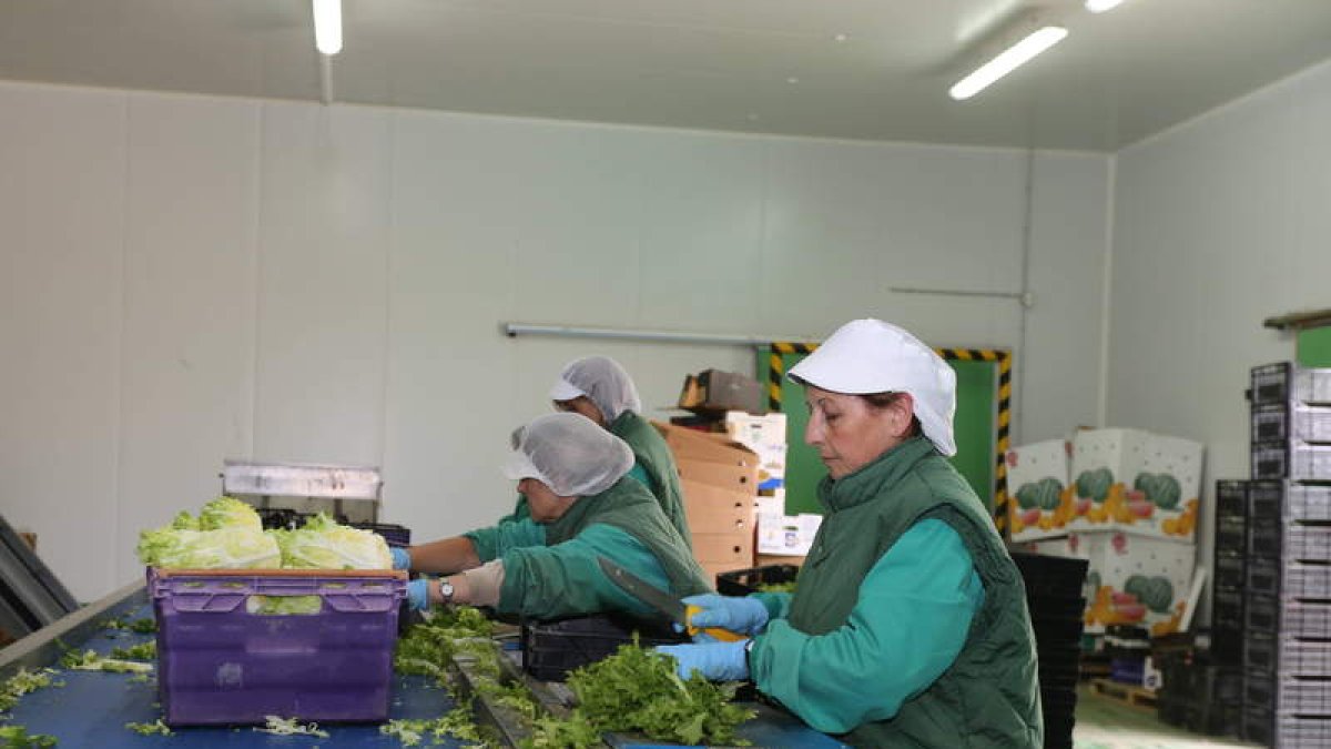 Ana y Víctor Mendoza con el nuevo sistema de producción en Ensaladas Verdes, su fábrica de Villarejo de Órbigo.