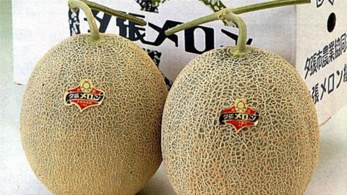 Dos melones de la marca Yubari.