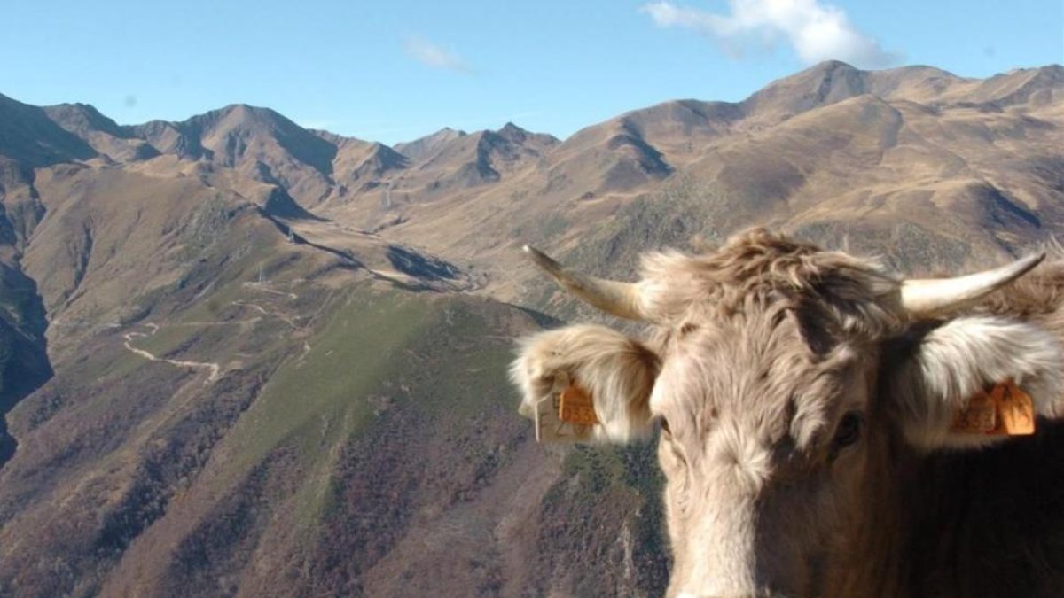 Una vaca en la Vall Fosca.