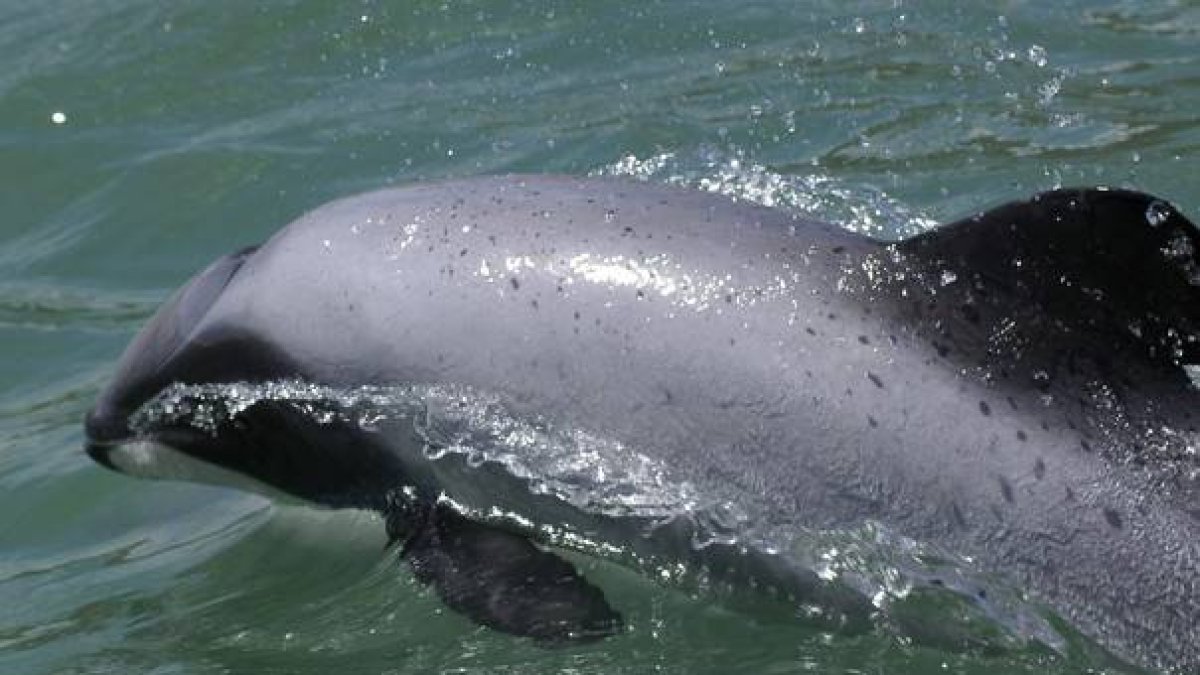 Ejemplar de delfín Maui, que están a punto de desaparecer de las aguas de Nueva Zelanda, su hábitat natural, por la actividad pesquera de la zona.