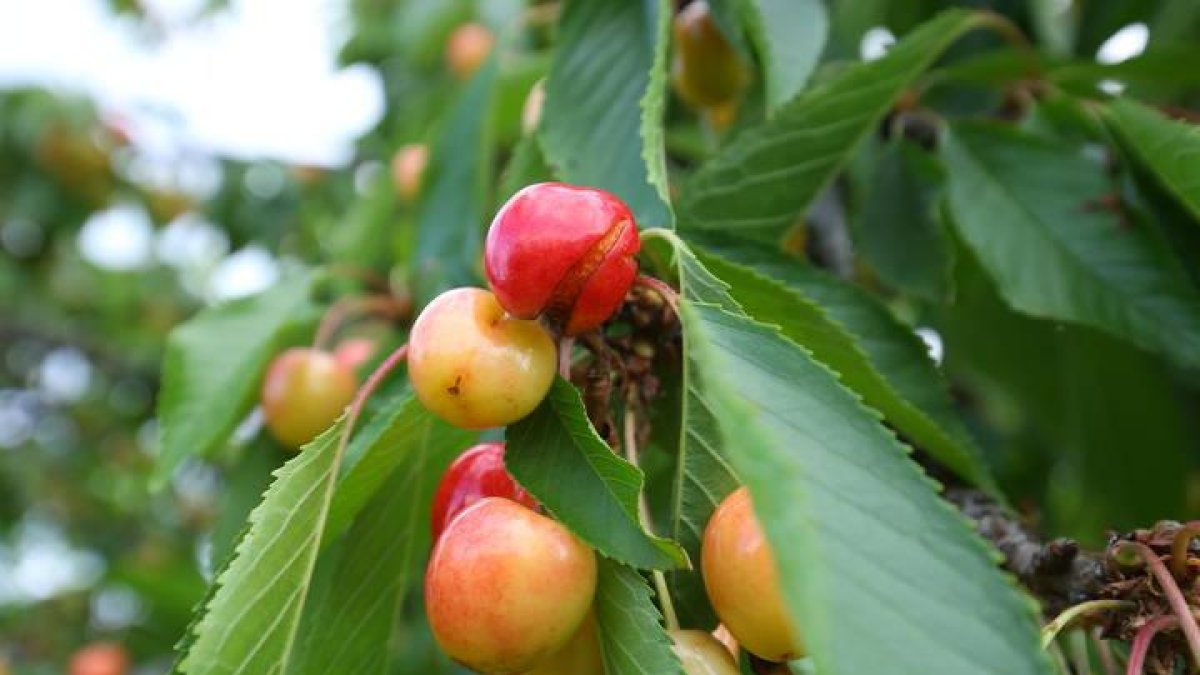 Buena parte de la cosecha temprana de cereza del Bierzo se ha perdido.