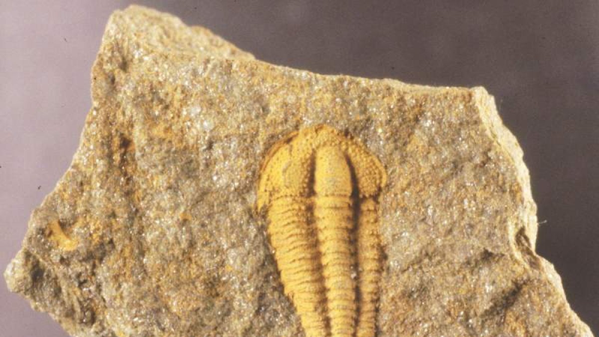 Decenas de fósiles de trilobites, unos animales marinos de tres lóbulos, se han localizado en Barrios.