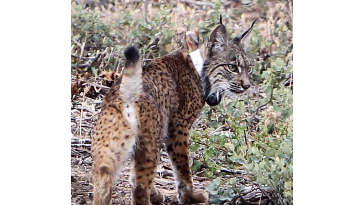 En Andalucía viven  361 ejemplares de lince, 34 más que en 2014. MARIANO CIEZA MORENO