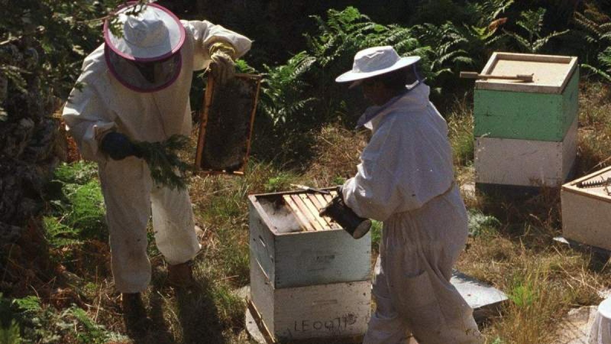 Los apicultores apelan a la colaboración ciudadana y de la Guardia Civil para evitar robos. L. DE LA MATA
