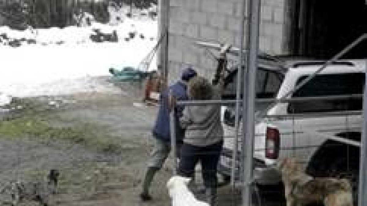 Vecinos de Fago se encargan de atender el ganado de Santiago Mainar