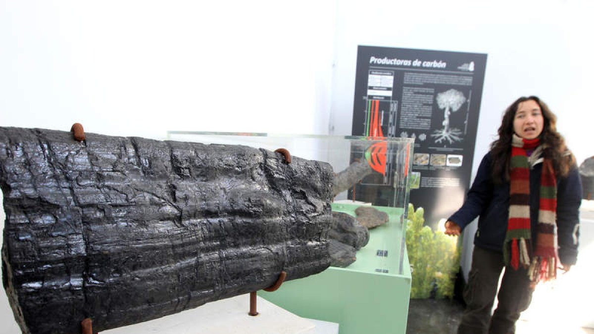 Es este el fósil más grande de los que alberga la exposición, encontrado en Igüeña.