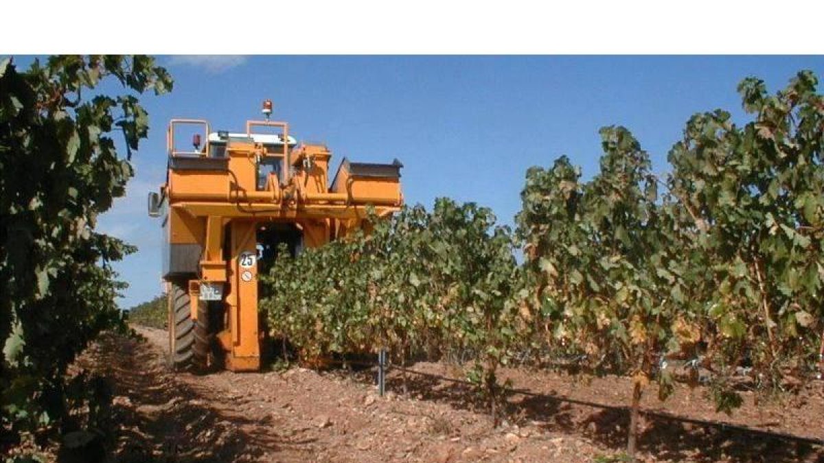 Viñedo mecanizado en Cariñena