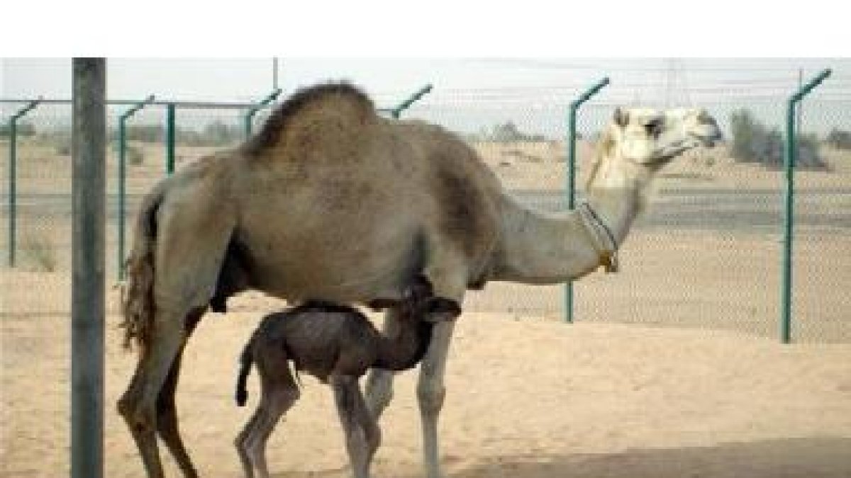 El primer camello clonado ha nacido en Dubai