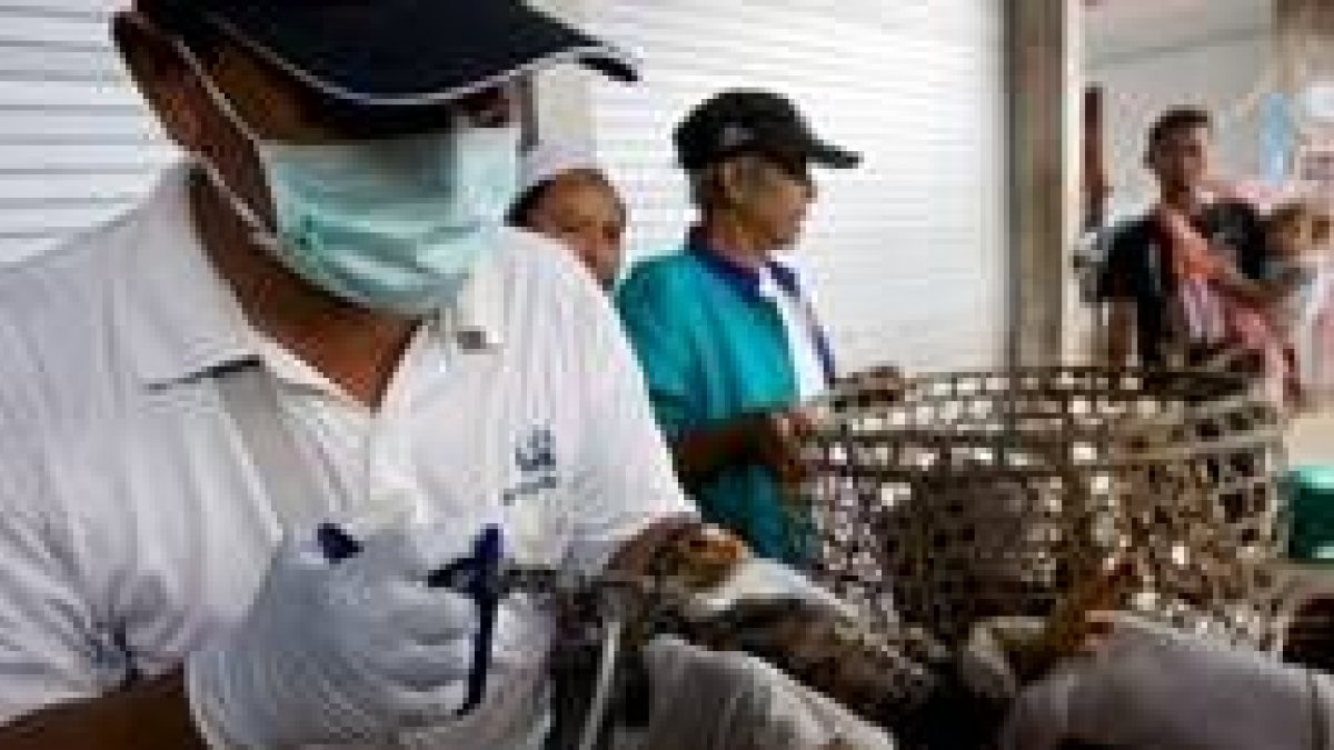 Un oficial del ministerio de Agricultura vacuna pollos en Indonesia
