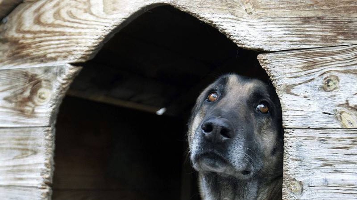 Uno de los perros que viven acogidos en la Protectora de Animales de León hasta que encuentre familia