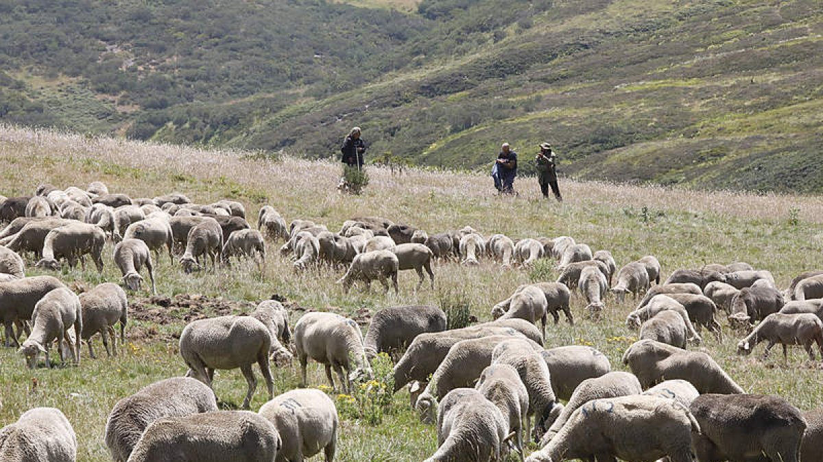 El ovino-caprino de carne sale a pastorear por lo que a todos los efectos es ganadería extensiva. marciano pérez