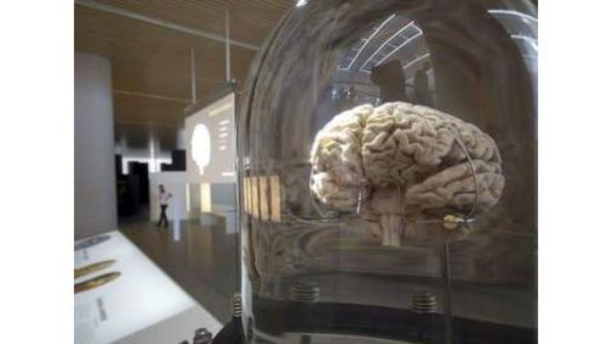 Detalle de un cerebro que se muestra en el Museo de la Evolución Humana.