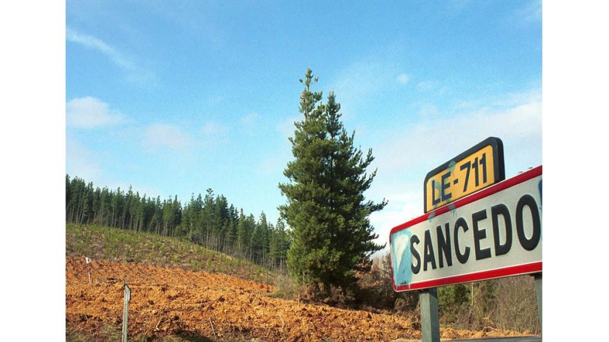 Los pinares de Sancedo donde se perdió el buscador de setas.