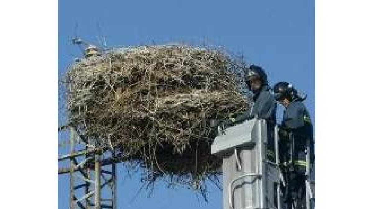 Un bombero procede al desmantelamiento del nido