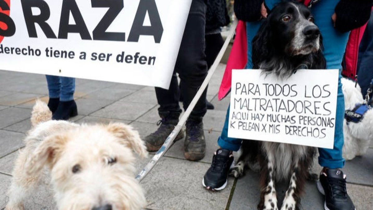 Manifestación contra el maltrato animal. FERNANDO OTERO
