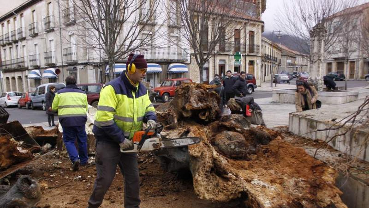 El centenario árbol, en la imagen caído, representaba la estampa más típica de Boñar.