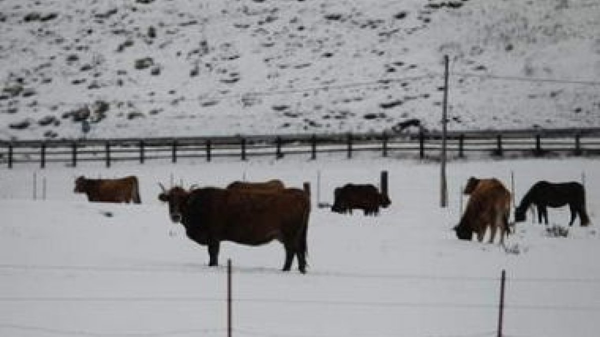 El ganado pasó el día entre la nieve en Cabrillanes.