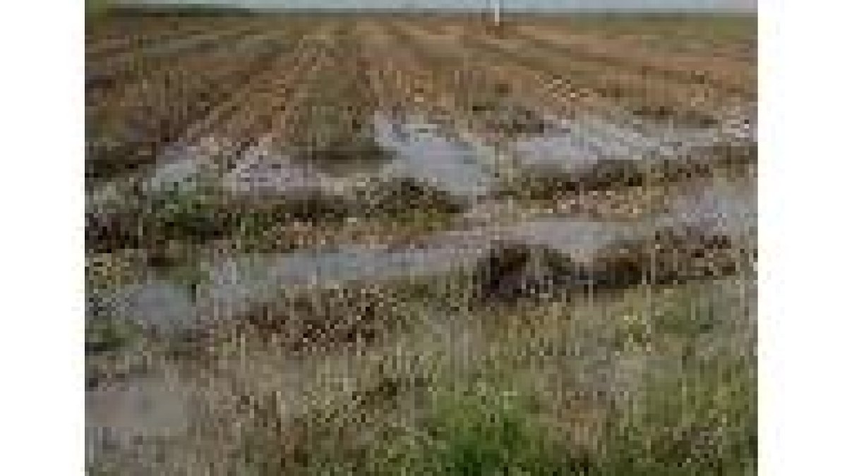 Los cultivos de regadío se perderán si continúan las lluvias