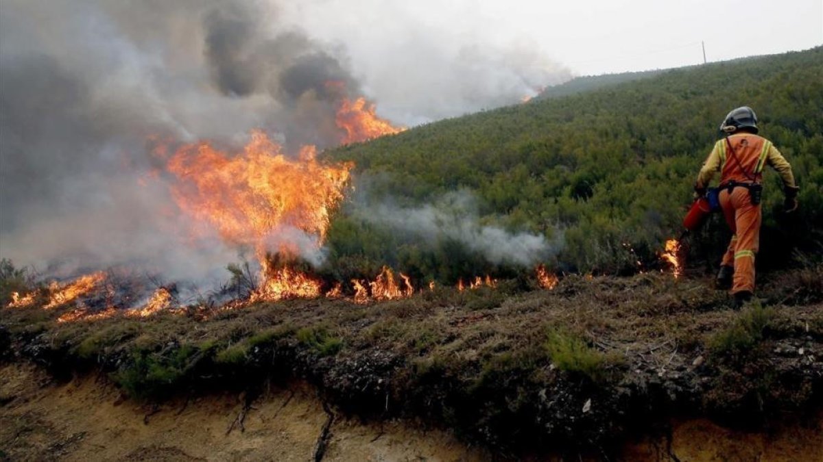 Un bombero realiza un cortafuegos en las inmediaciones de la reserva de la biosfera de Muniellos (Asturias), considerado como el robledal mejor conservado de Espana, el pasado lunes.